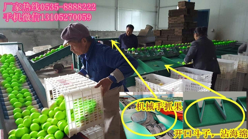 凯祥选果机 分选水果的好机器 青枣选果机