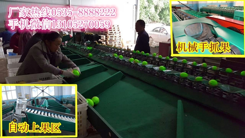 选果机移动方便 选果机调整灵活 凯祥青枣选果机