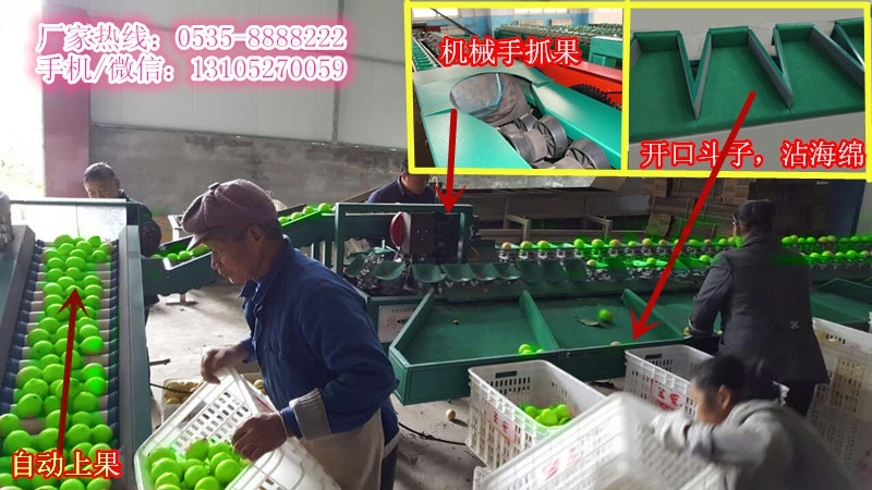凯祥青枣选果机 选果机厂家直销 选果机售后服务完善